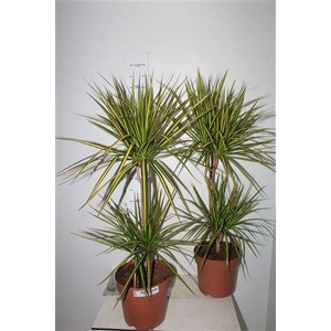Dra Marg Sunray 45-15 Cm 2 Per Pot