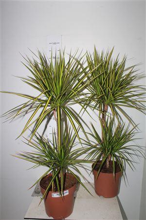 <h4>Dra Marg Sunray 45-15 Cm 2 Per Pot</h4>