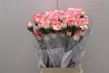 <h4>Di St Ali Baba</h4>