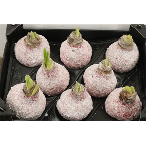 Wax Hipp Snow Rood Kerst