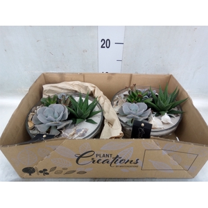 Arr.   Kamerplant Groen H%