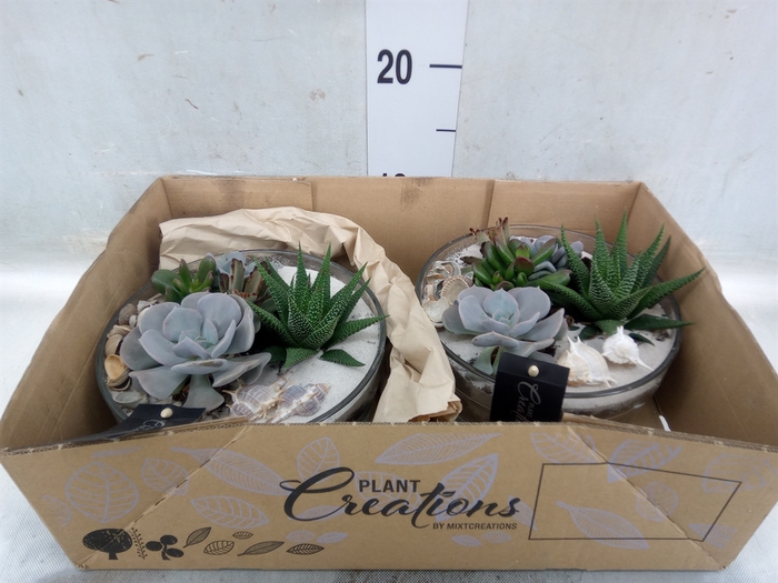 <h4>Arr.   Kamerplant Groen H%</h4>