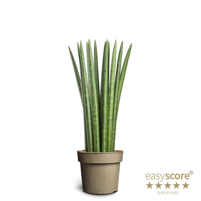 SANSEVIERIA CYLINDRICA
