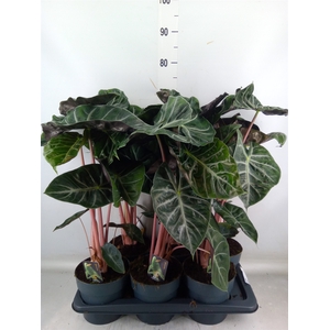 Alocasia   ...