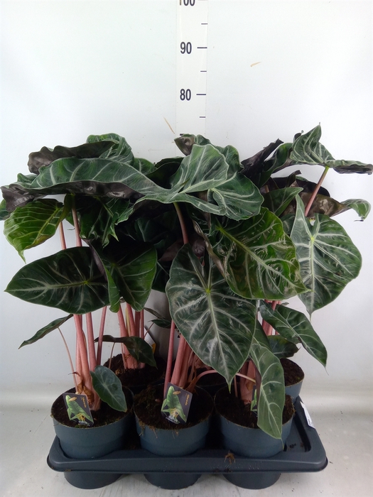 <h4>Alocasia   ...</h4>