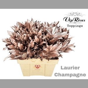 LAURIER CHAMPAGNE