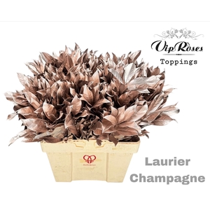 LAURIER CHAMPAGNE