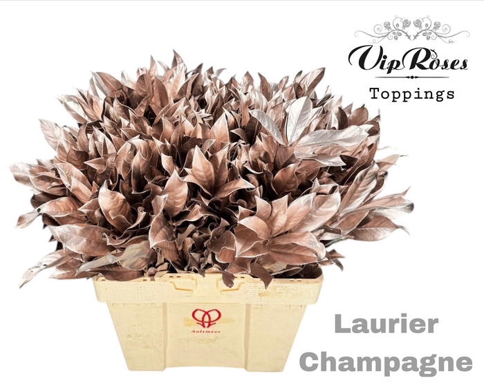 <h4>LAURIER CHAMPAGNE</h4>