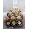 Euphorbia   ...