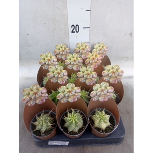Euphorbia   ...