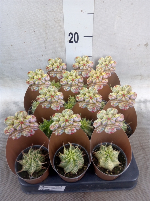 <h4>Euphorbia   ...</h4>