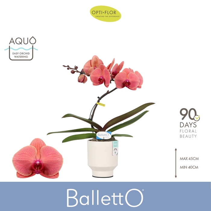 <h4>Balletto Swirl 1 spike in Emilia White Aquo</h4>
