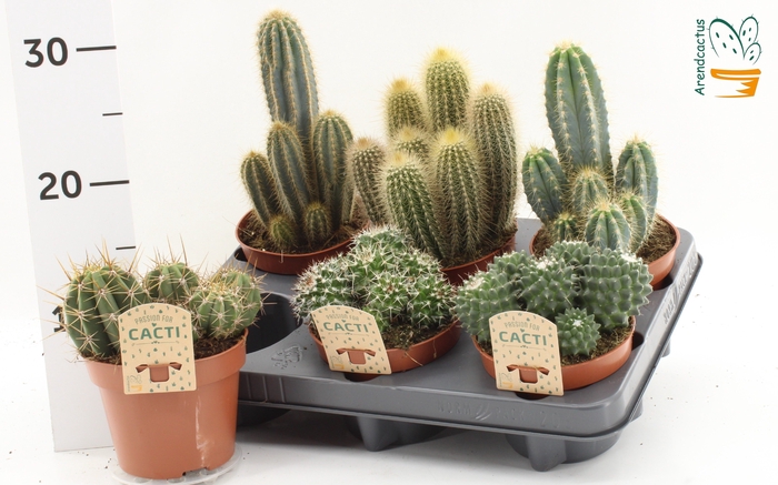 <h4>CACTUS GEM</h4>