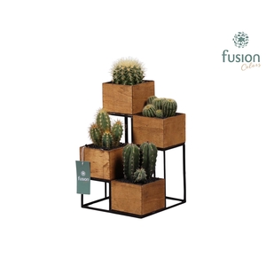 Tower hout met metaal met Cactussen