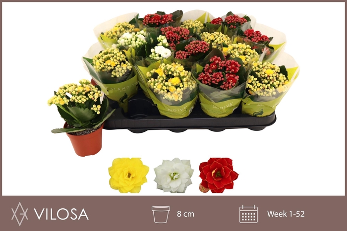 <h4>KAL GE GEM 3 KL</h4>