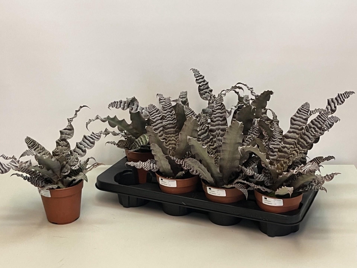 <h4>CRYPTAN ZONATUS</h4>