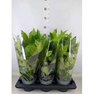 Fatsia japonica   ...