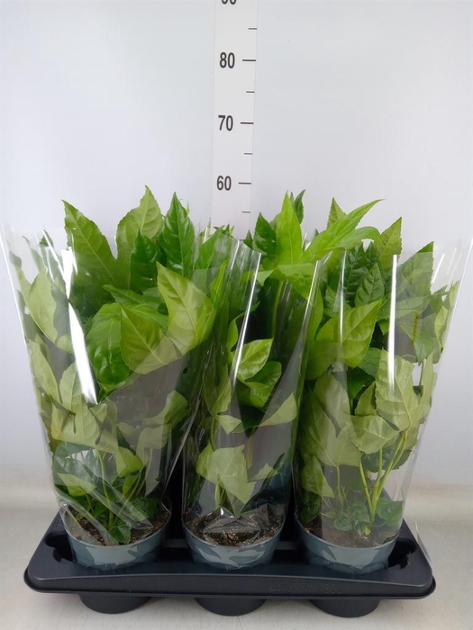 <h4>Fatsia japonica   ...</h4>