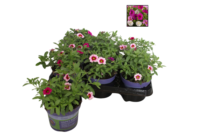 <h4>Happy Colours Calibrachoa Pink Paradise</h4>