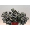 Kaaps Groen Silver Brunia