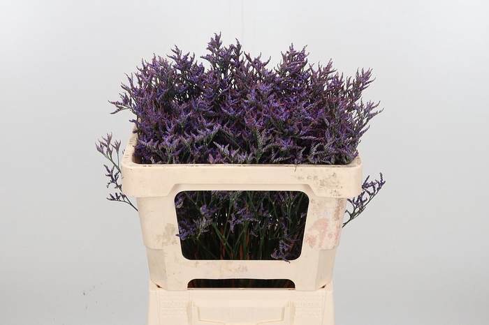 <h4>Lim Saf Dark Blue</h4>