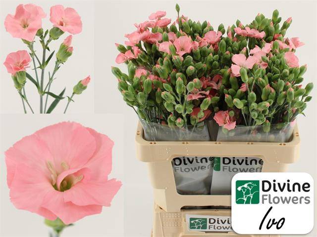 <h4>DI TE SOLOMIO IVO</h4>