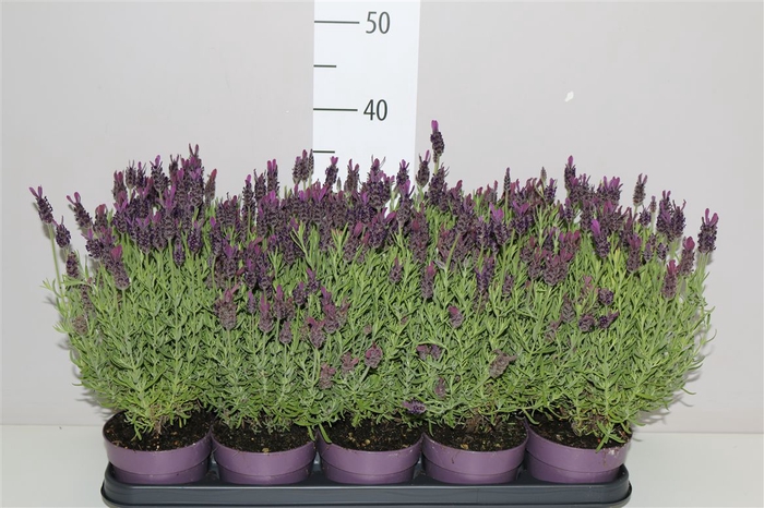 <h4>Lavandula Stoechas Anouk</h4>