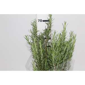 FOLH. ALECRIM 060 CM