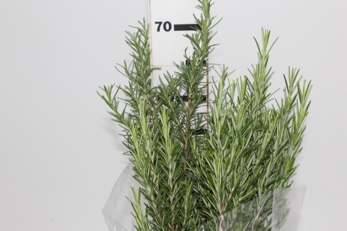 FOLH. ALECRIM 060 CM