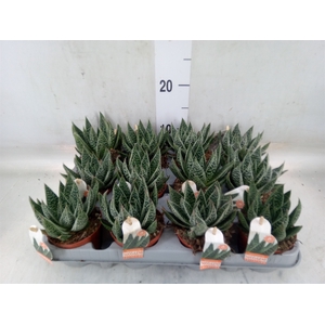 Gasteria