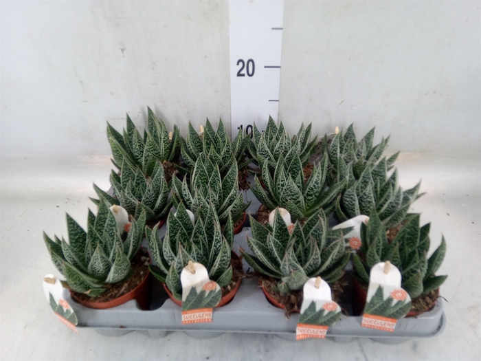 <h4>Gasteria</h4>