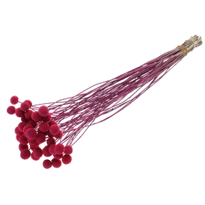 Craspedia Dried Frosted Cerise