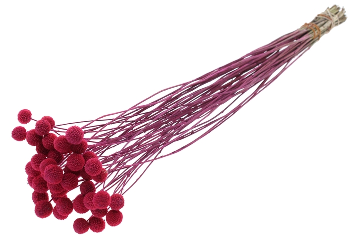 <h4>Craspedia Dried Frosted Cerise</h4>