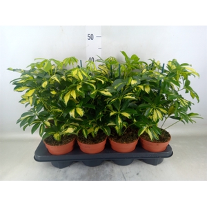 Schefflera arbor. 'Gerda'