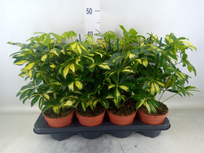 <h4>Schefflera arbor. 'Gerda'</h4>