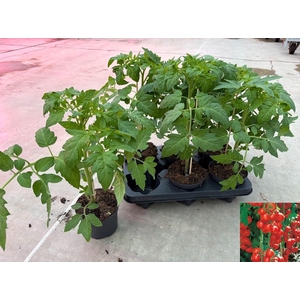 TOMATENPLANTEN