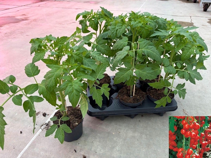 <h4>TOMATENPLANTEN P12</h4>