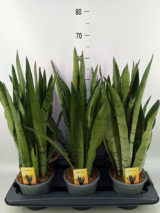 <h4>Sansevieria trifa.   ...</h4>