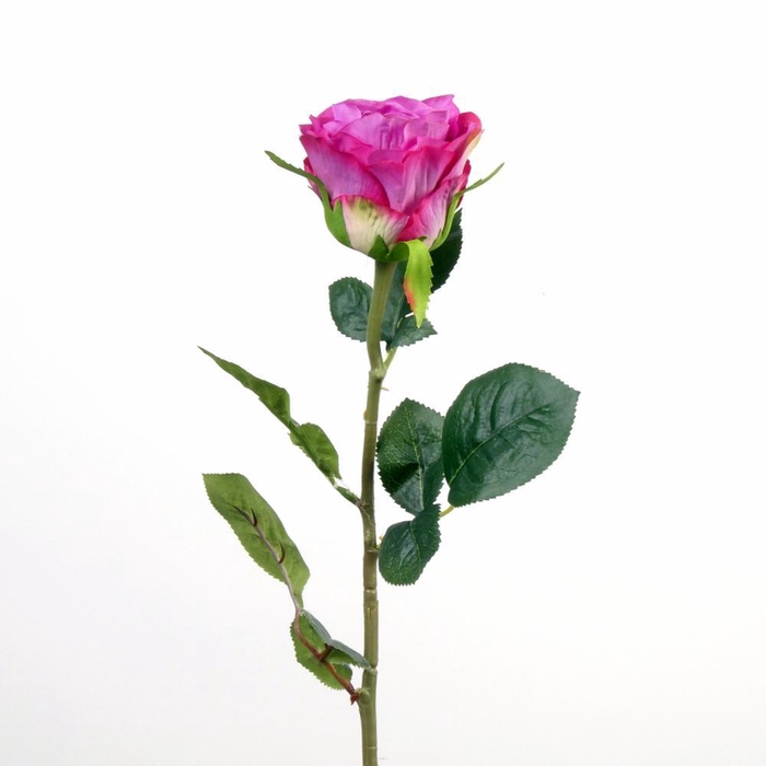 <h4>AF Rosa L68cm Purple</h4>