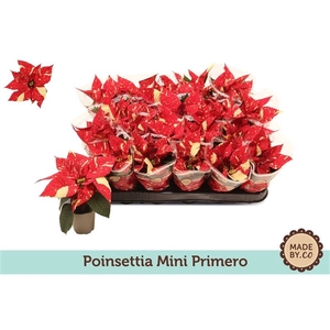 Euph. Poinsettia Mini Primero in sleeve