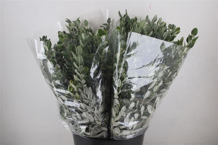 <h4>Pittosp Ralphi Leaves 200gr P Bunch</h4>