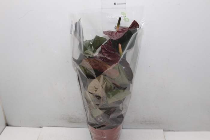 <h4>ANTHURIUM GIANT CHOCOLATE P17</h4>