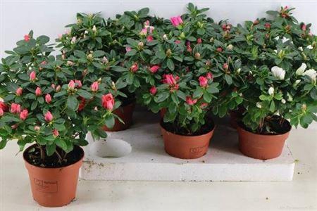 <h4>Rhodo Si Vogel Gem</h4>