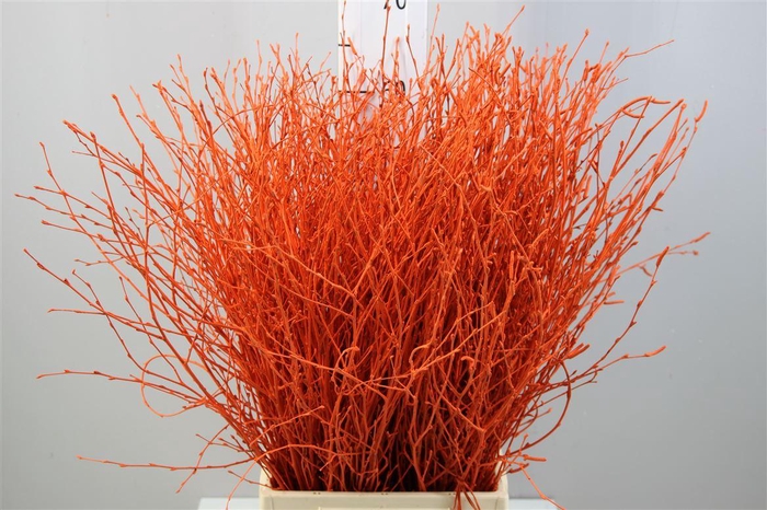 Berk ( Birch ) Orange