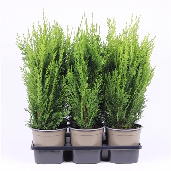 <h4>Chamaecyparis lawsoniana 'Green Pillar'</h4>