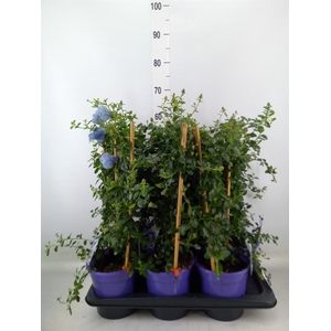 Ceanothus thyrsiflorus var. repens