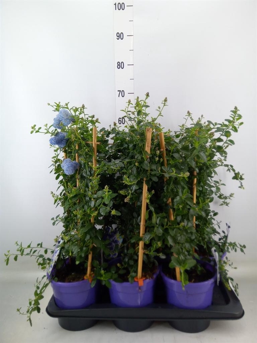 <h4>Ceanothus thyrsiflorus var. repens</h4>