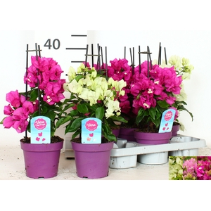 BOUGAINV OV
