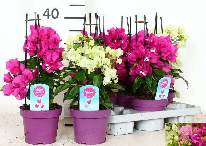 <h4>BOUGAINV OV</h4>