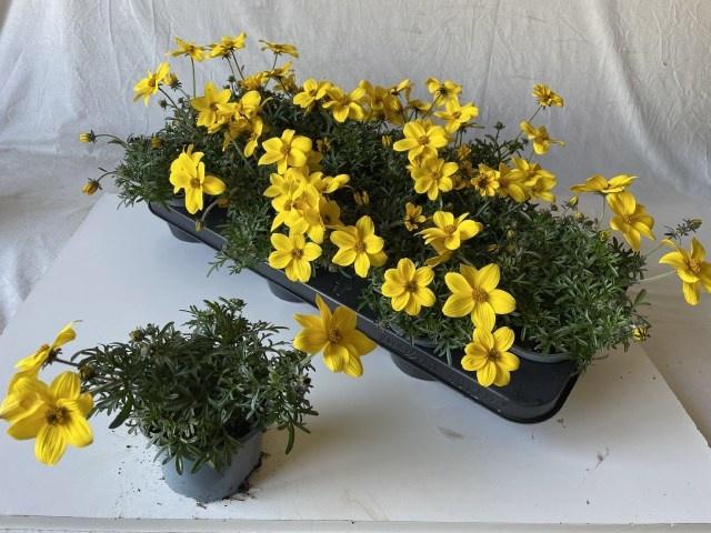 <h4>BID ELDORO GRANDE</h4>